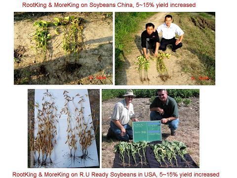 Soybean test-1.JPG